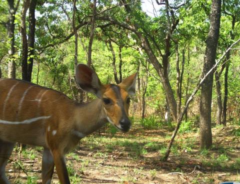 Bilan de deux années d’inventaire des mammifères du Parc National de Fazao-Malfakassa par les caméras trap